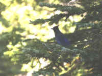 A Stellar Jay